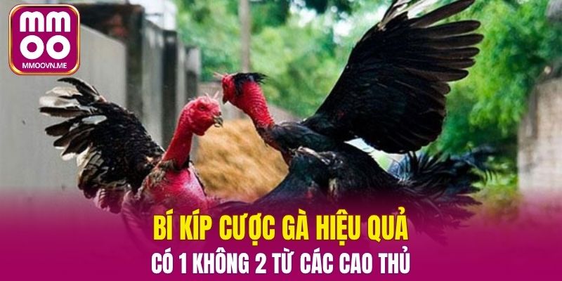 Bí Kíp Cược Gà Hiệu Quả Có 1 Không 2 Từ Các Cao Thủ