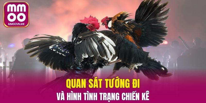 Các chiến kê cũng cần chăm sóc sức khỏe tinh thần