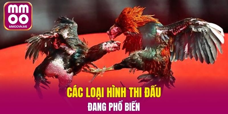 Những loại hình thi đấu thịnh hành hiện nay