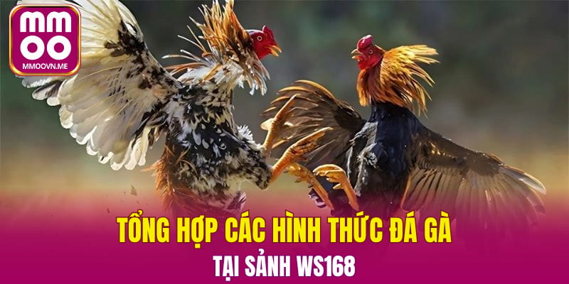 Tổng hợp các hình thức đá gà tại sảnh WS168