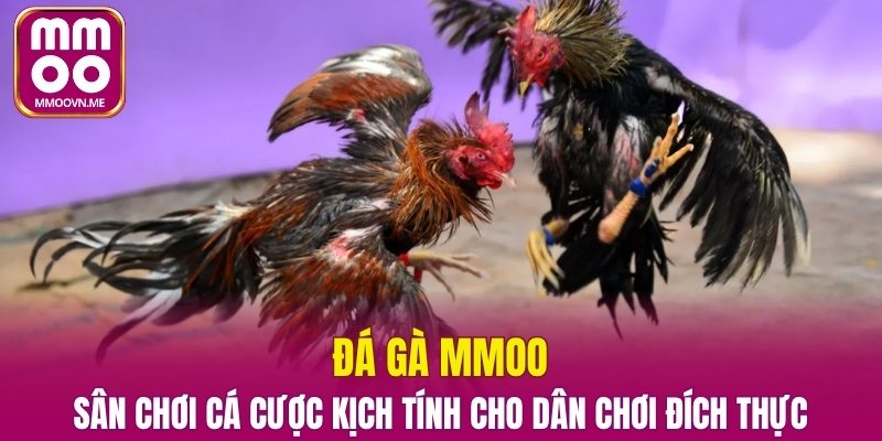 Đá Gà MMOO - Sân Chơi Cá Cược Kịch Tính Cho Dân Chơi Đích Thực