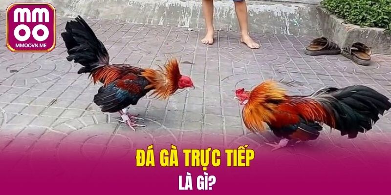 Đá gà trực tiếp được nhiều bạn trẻ yêu thích