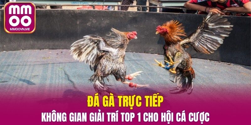 Đá Gà Trực Tiếp – Không Gian Giải Trí Top 1 Cho Hội Cá Cược