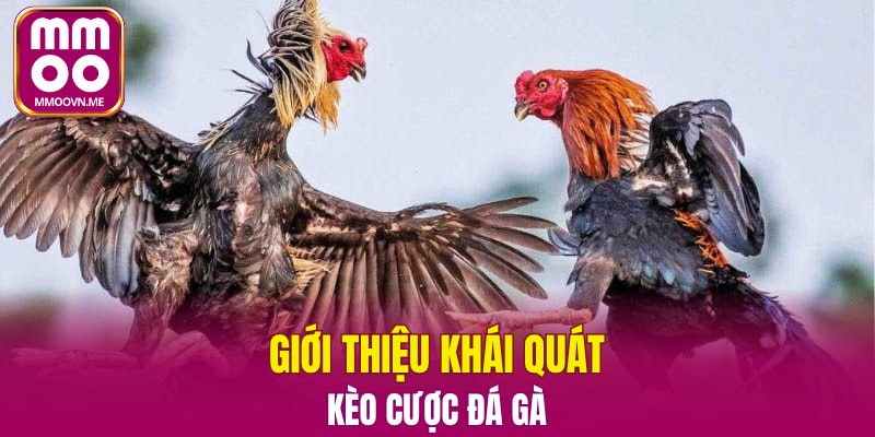 Giới thiệu khái quát kèo cược đá gà