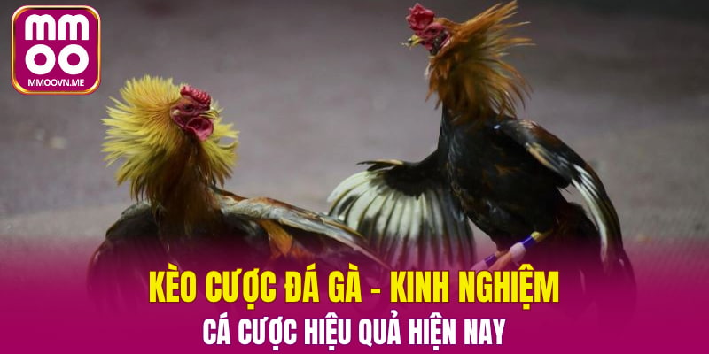 Kèo cược đá gà