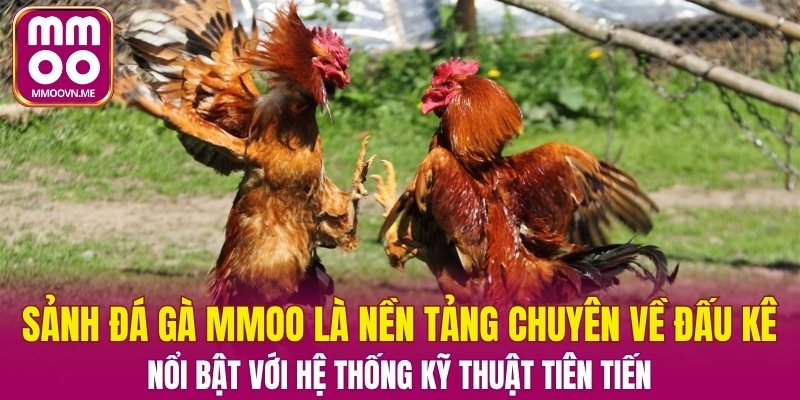 Nền tảng đá gà nổi bật với hệ thống kỹ thuật tiên tiến