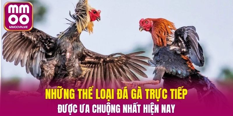 Ván đấu trang bị cựa dao thêm phần kịch tính mãn nhãn